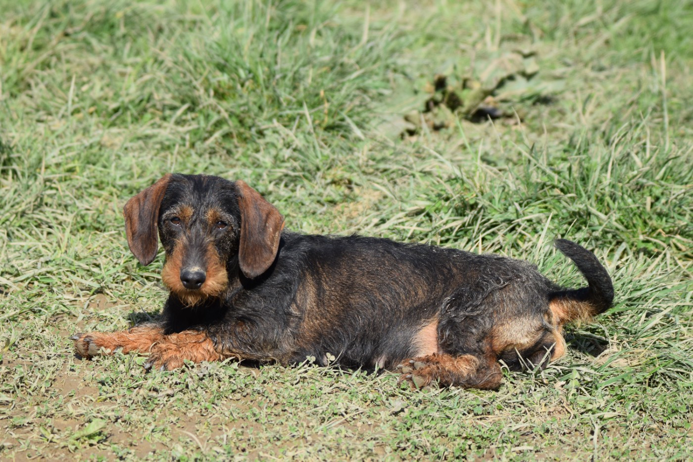 UMBEL Du Domaine Du Brame