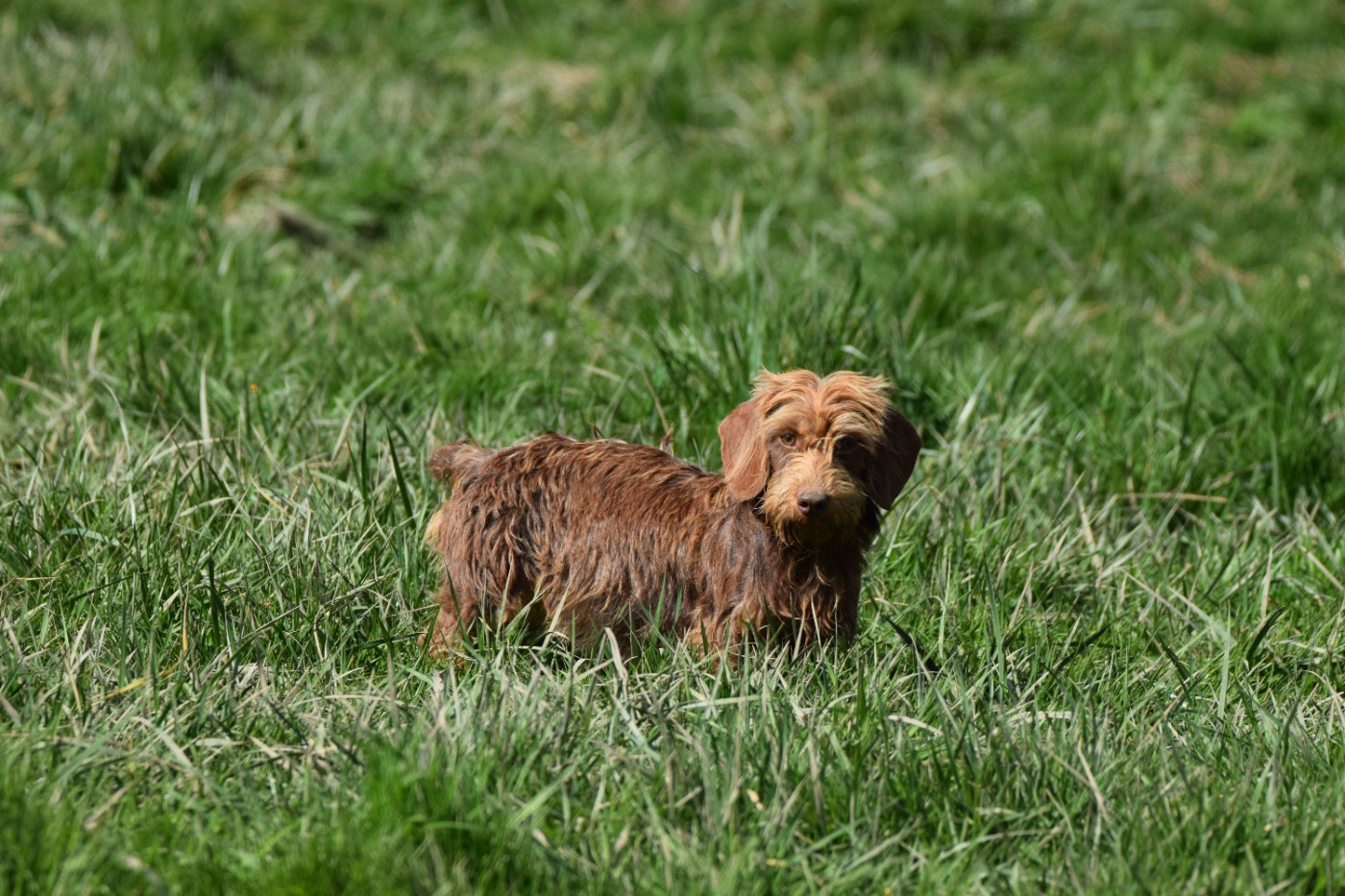 vaya Du Domaine Du Brame