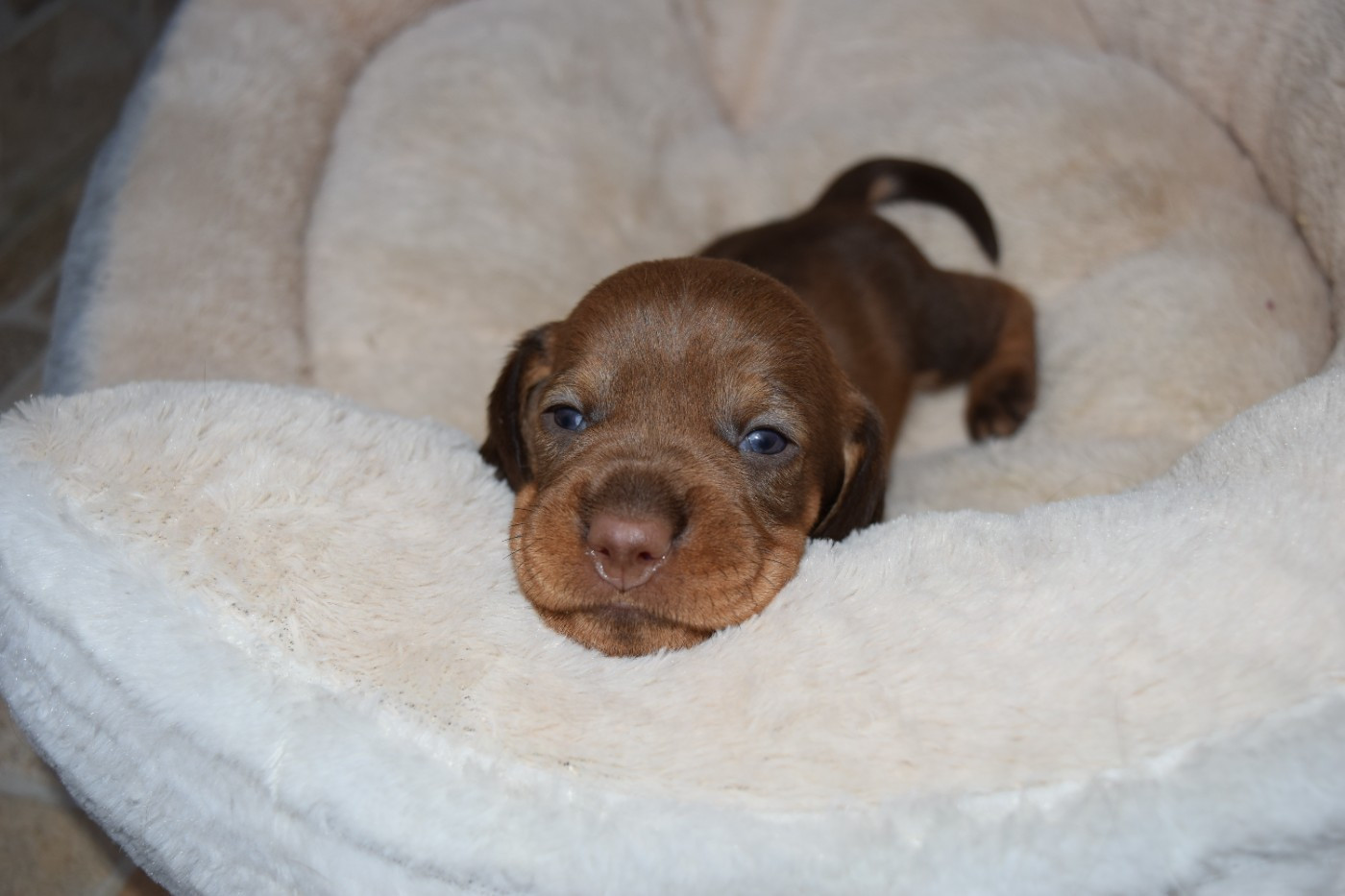 Du Domaine Du Brame - Chiots disponibles - Teckel poil dur