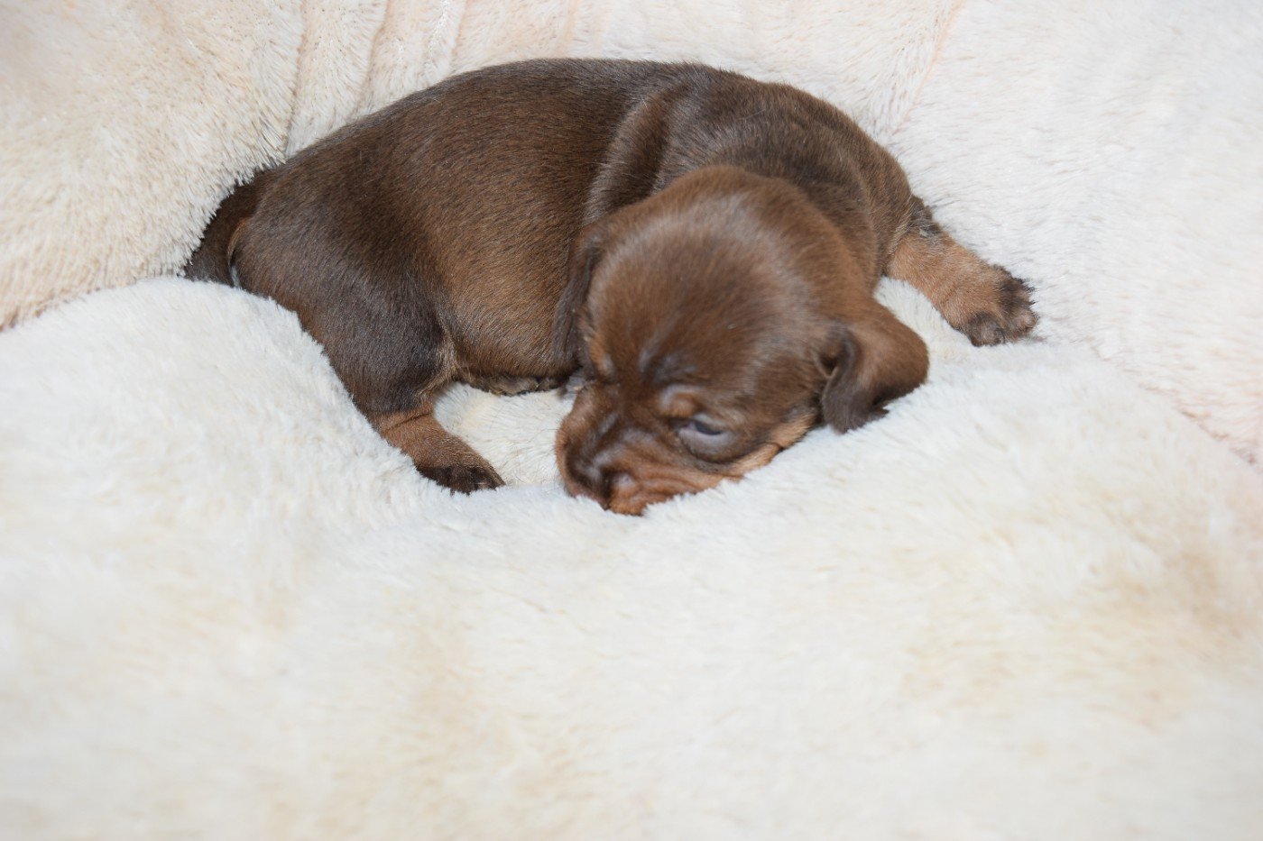 Du Domaine Du Brame - Chiots disponibles - Teckel poil dur