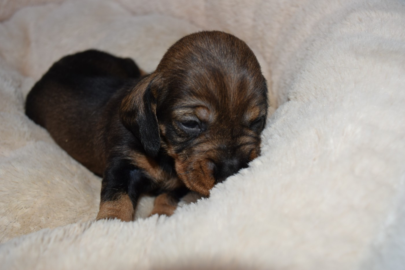 Du Domaine Du Brame - Chiots disponibles - Teckel poil dur