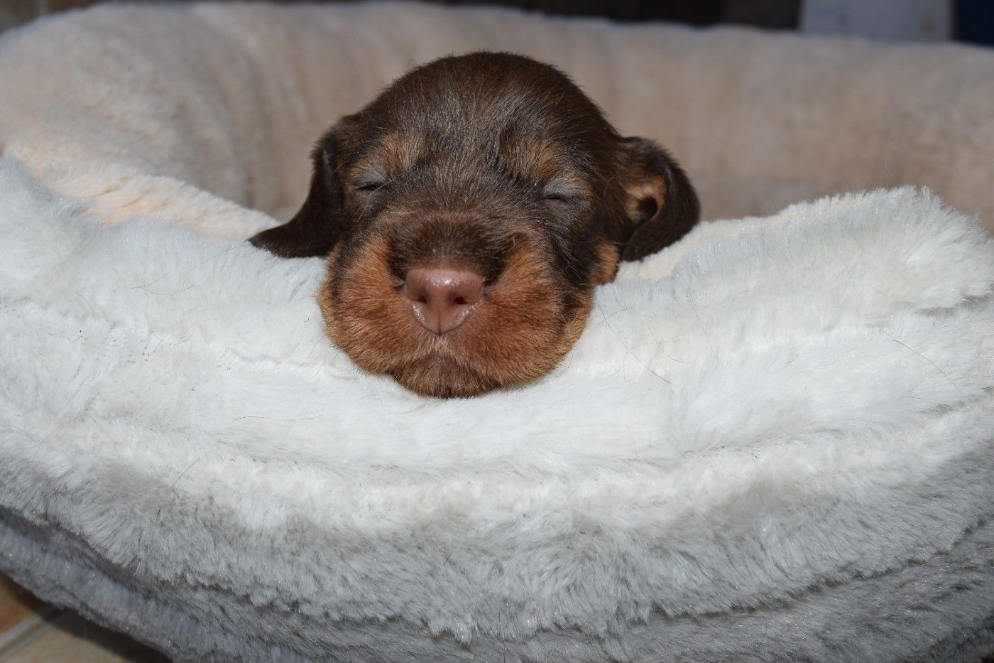 Du Domaine Du Brame - Chiots disponibles - Teckel poil dur