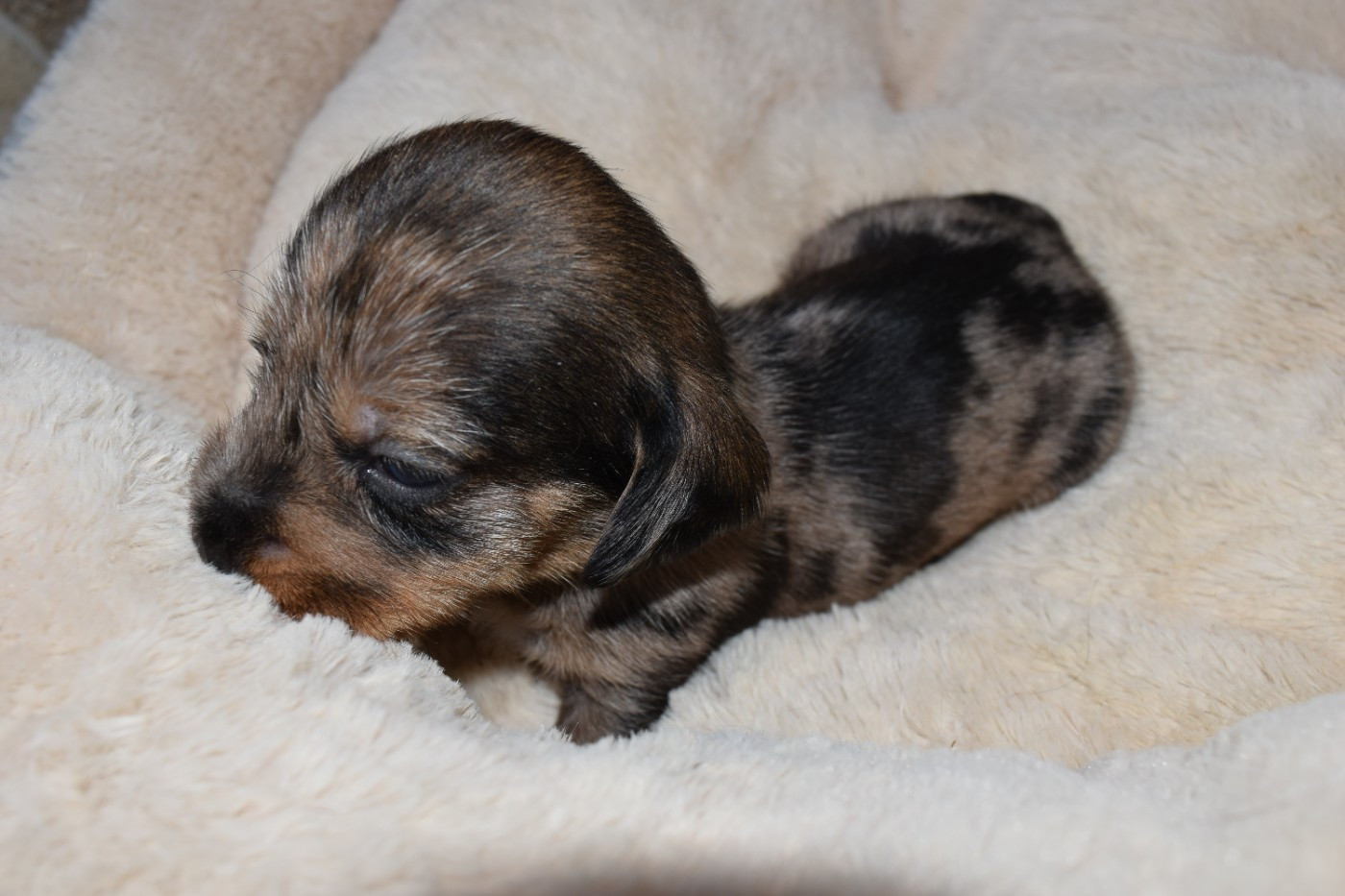 Du Domaine Du Brame - Chiots disponibles - Teckel poil dur