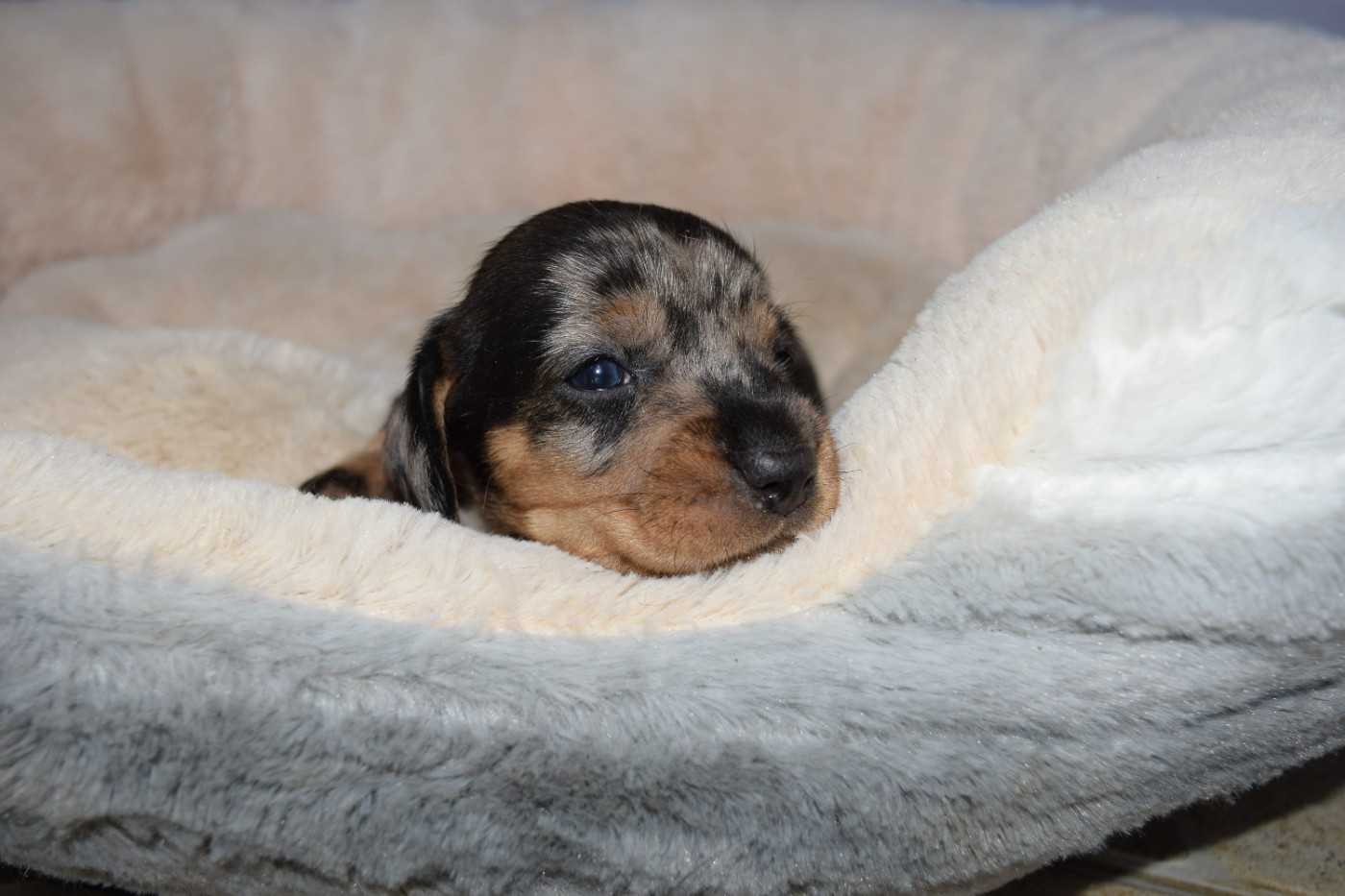 Du Domaine Du Brame - Chiots disponibles - Teckel poil dur