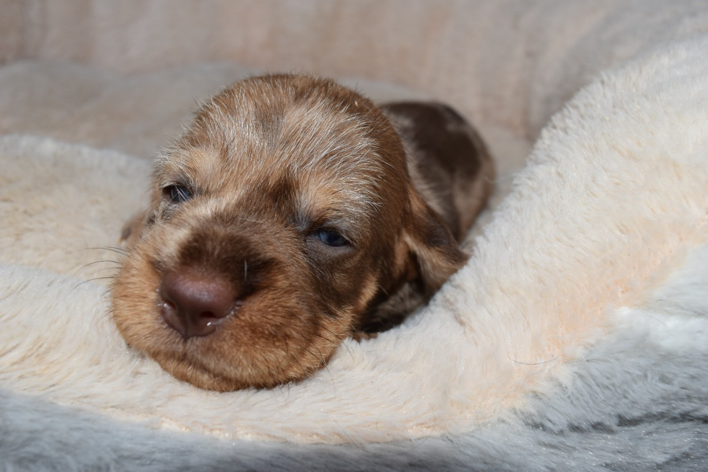 Du Domaine Du Brame - Chiots disponibles - Teckel poil dur