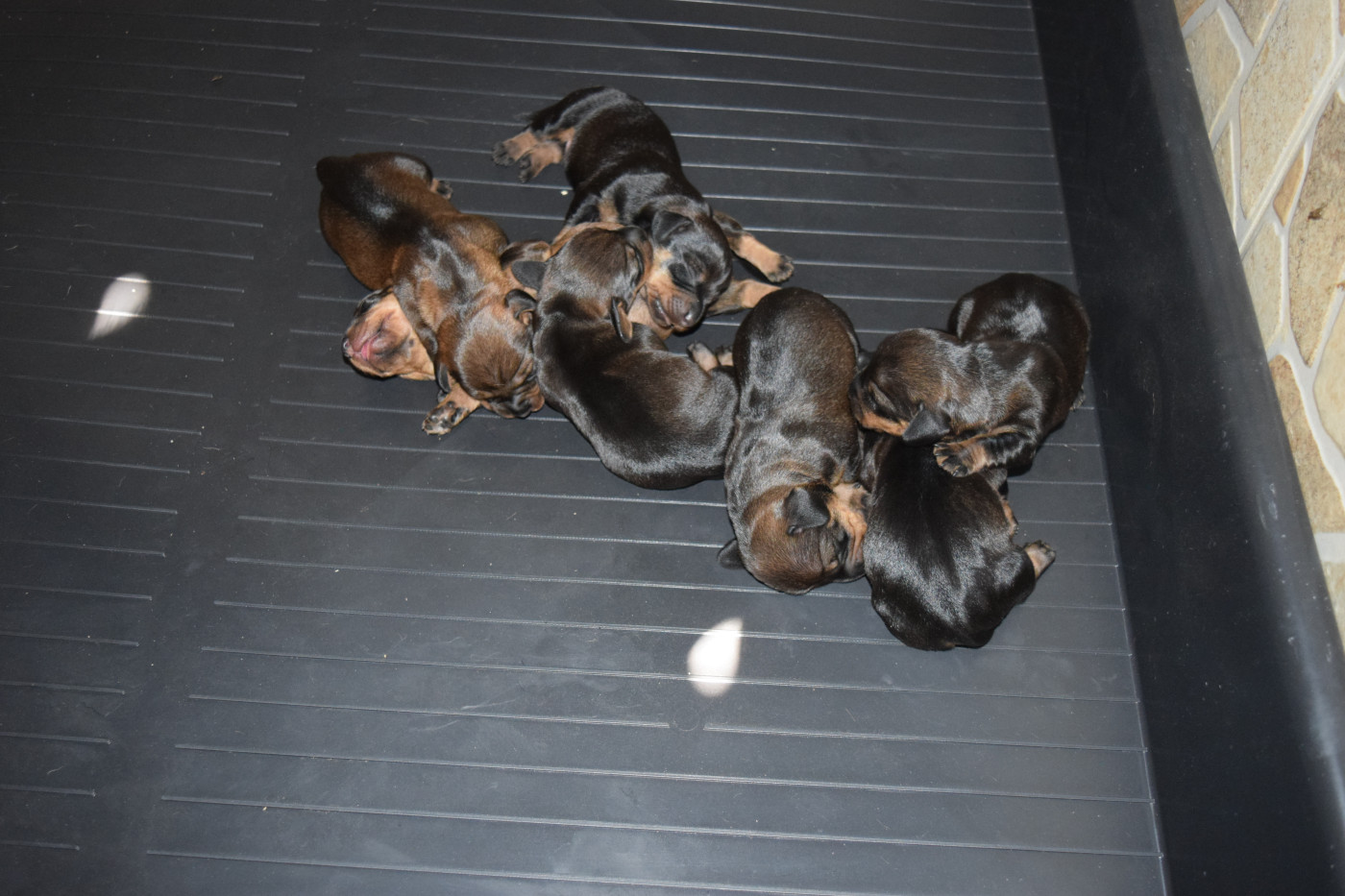 Chiot Teckel poil dur Du Domaine Du Brame