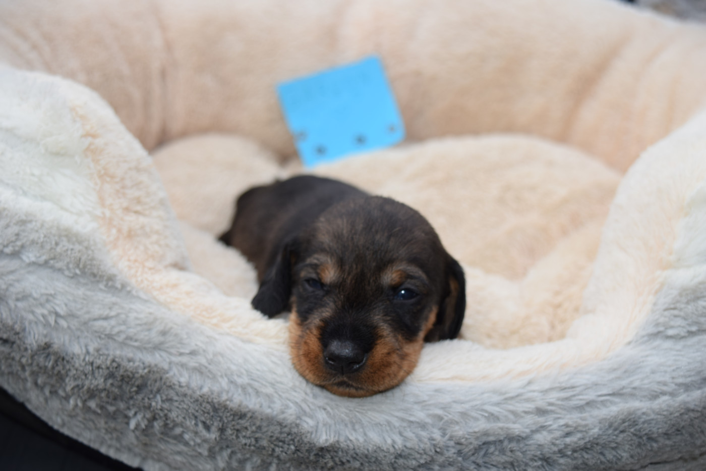 Du Domaine Du Brame - Chiots disponibles - Teckel poil dur