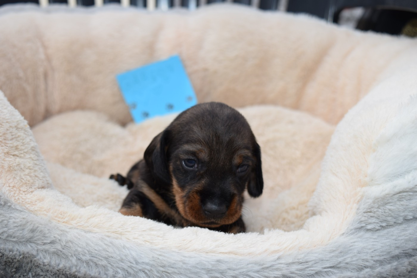 Du Domaine Du Brame - Chiots disponibles - Teckel poil dur