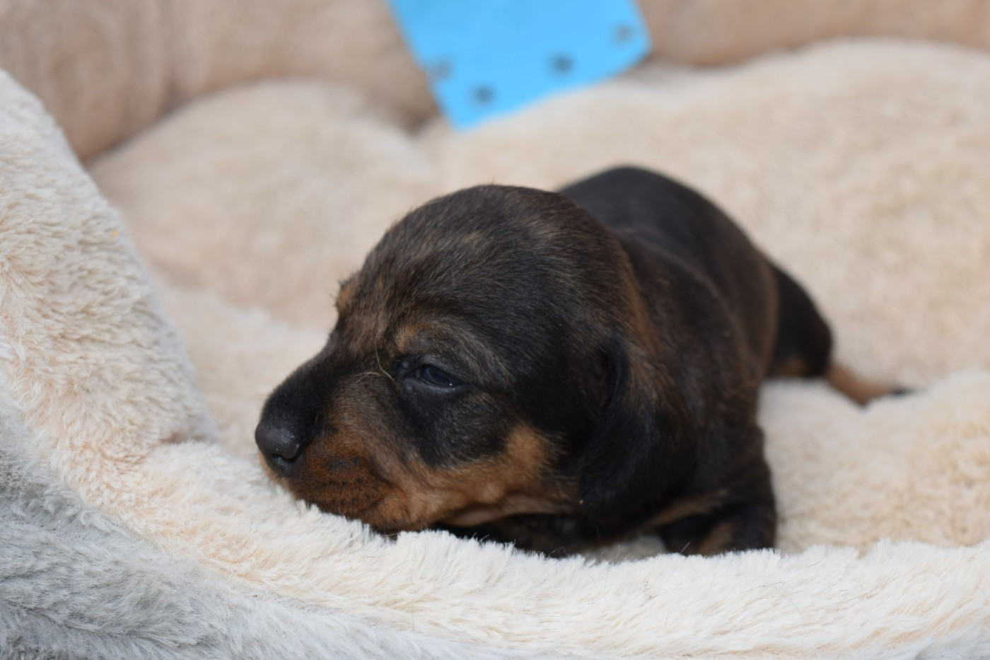 Du Domaine Du Brame - Chiots disponibles - Teckel poil dur