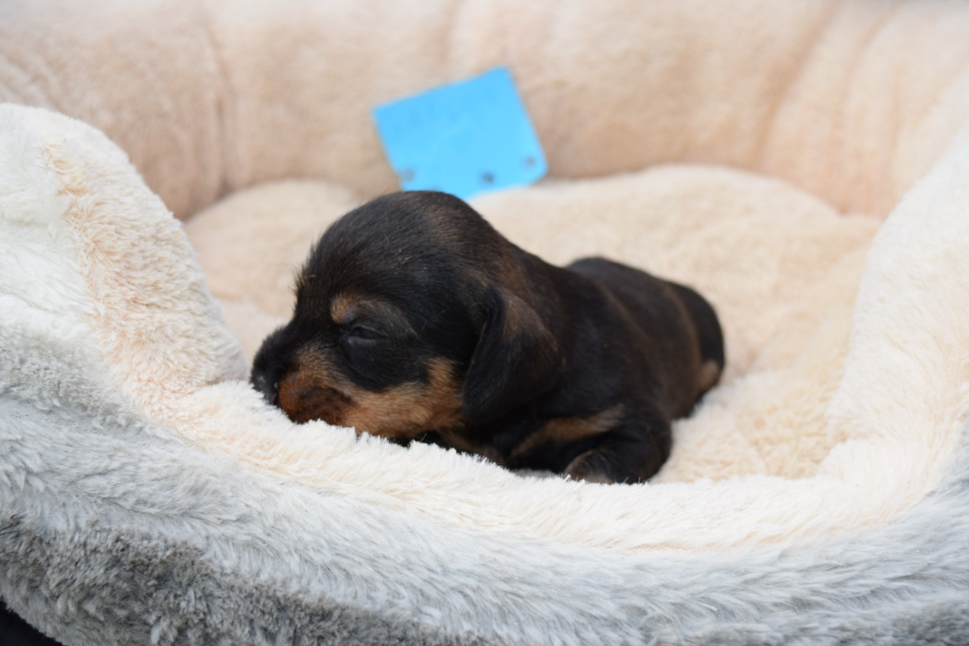 Du Domaine Du Brame - Chiots disponibles - Teckel poil dur