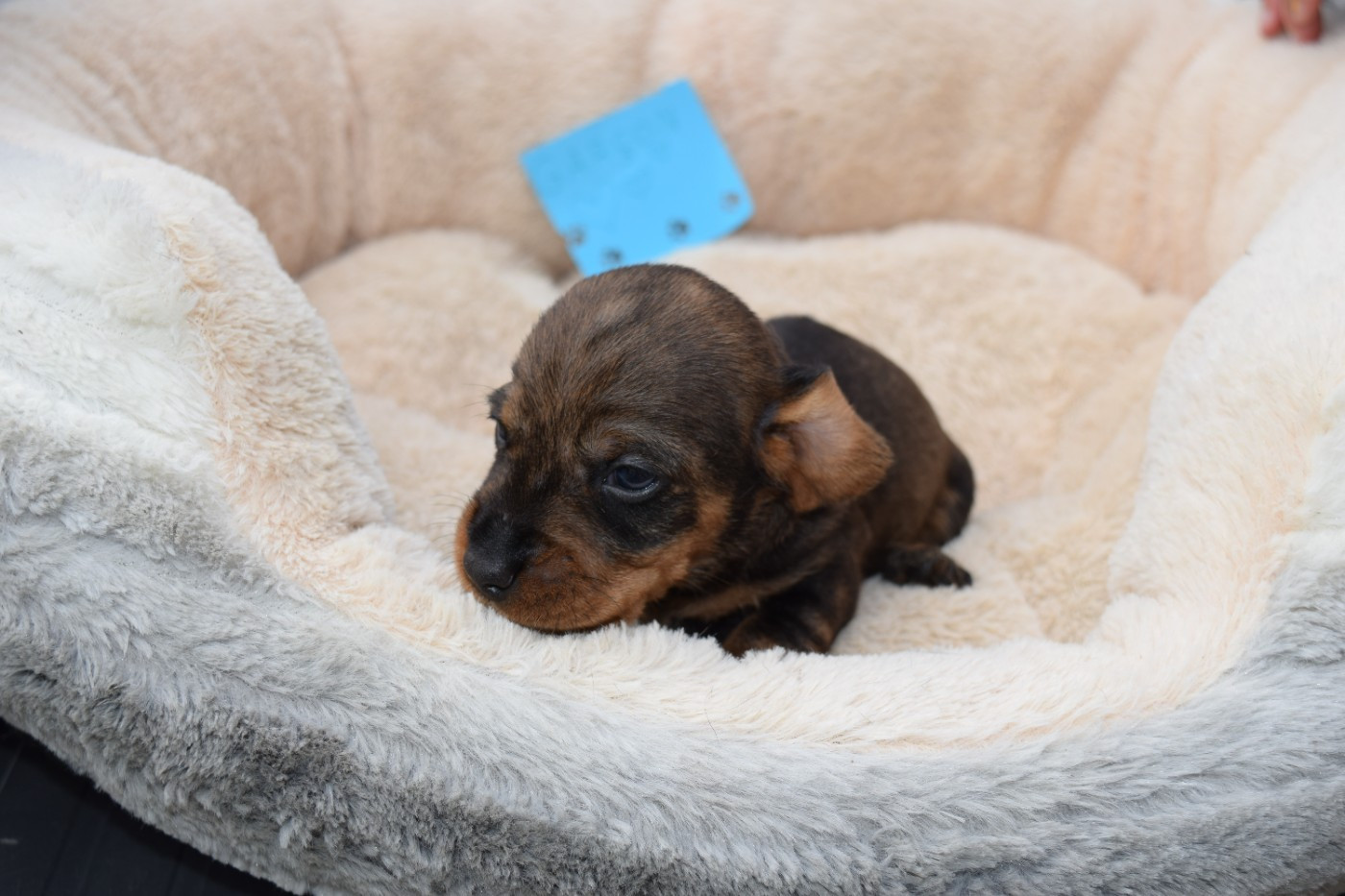 Du Domaine Du Brame - Chiots disponibles - Teckel poil dur