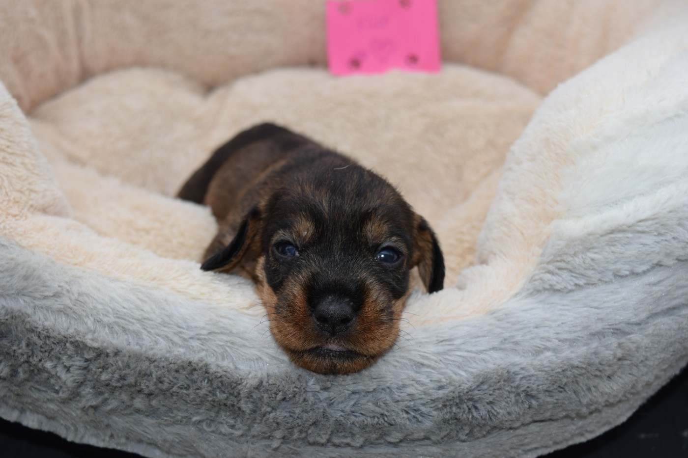 Du Domaine Du Brame - Chiots disponibles - Teckel poil dur