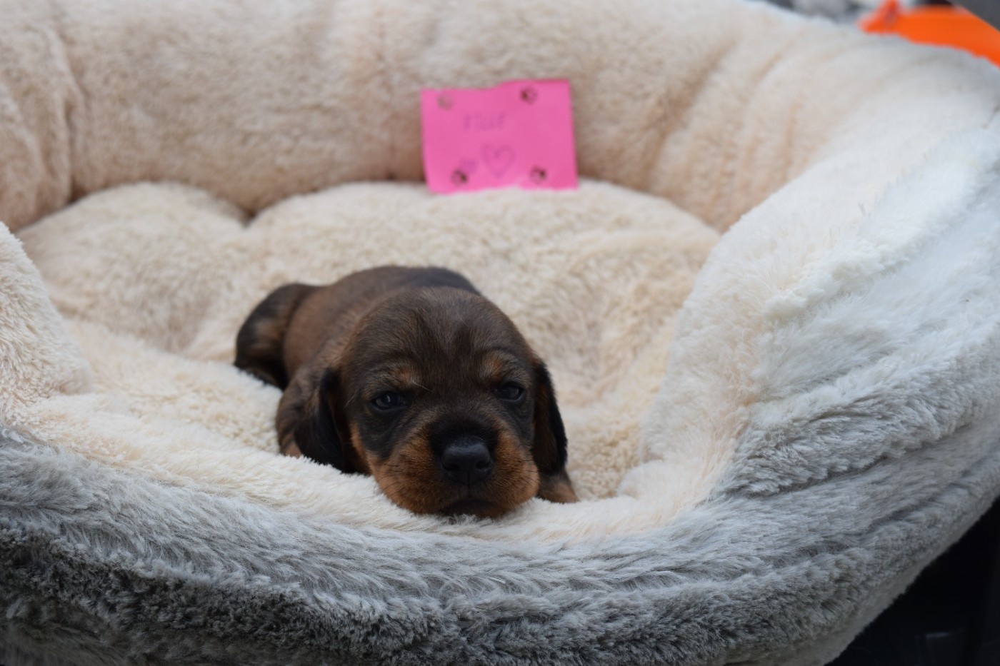Du Domaine Du Brame - Chiots disponibles - Teckel poil dur