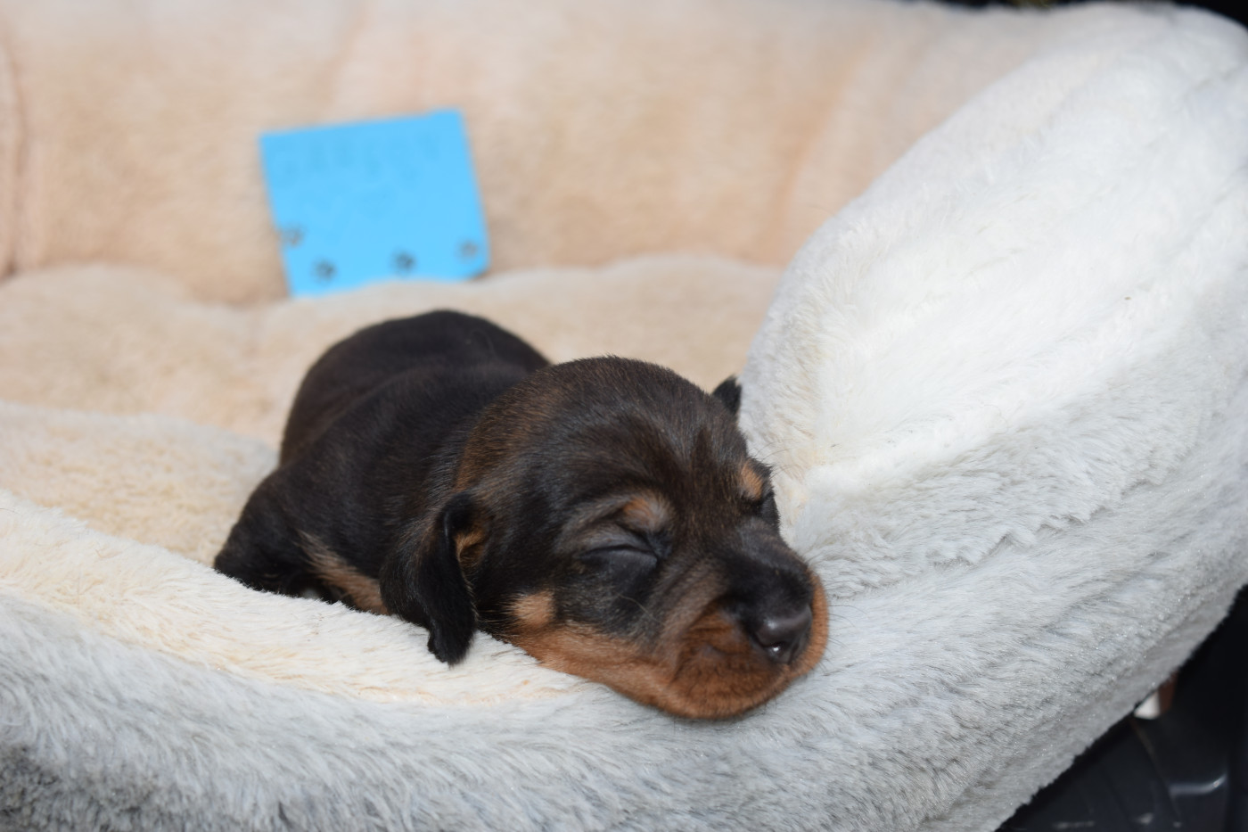 Du Domaine Du Brame - Chiots disponibles - Teckel poil dur