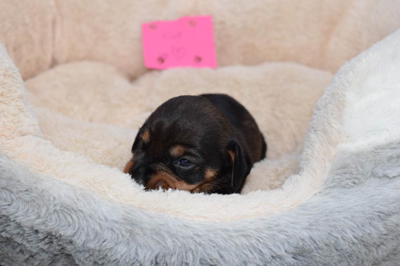 Du Domaine Du Brame - Chiots disponibles - Teckel poil dur