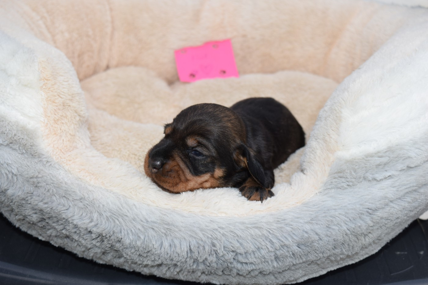 Du Domaine Du Brame - Chiots disponibles - Teckel poil dur