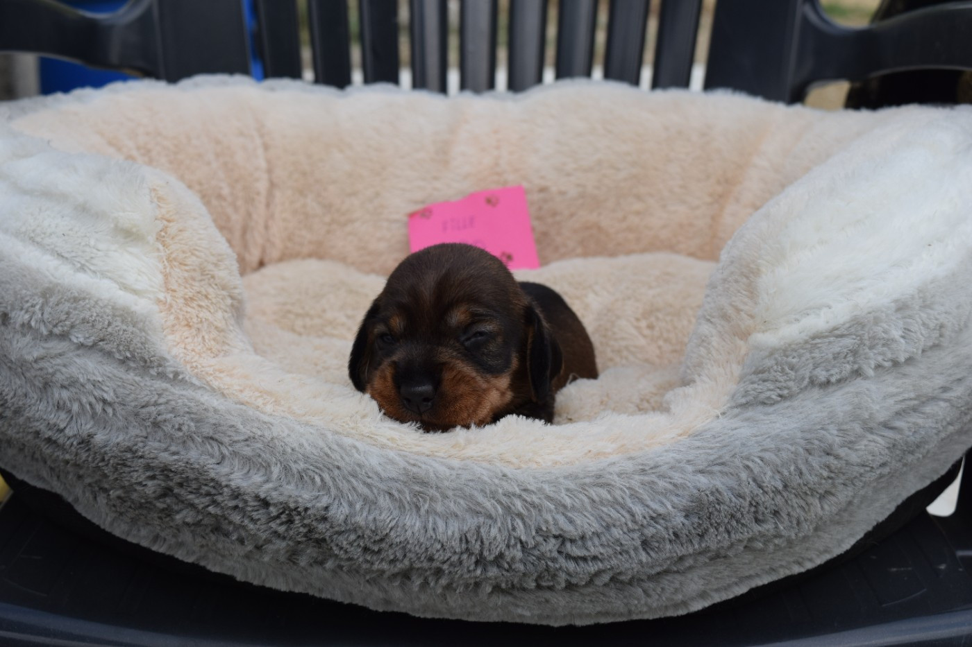 Du Domaine Du Brame - Chiots disponibles - Teckel poil dur