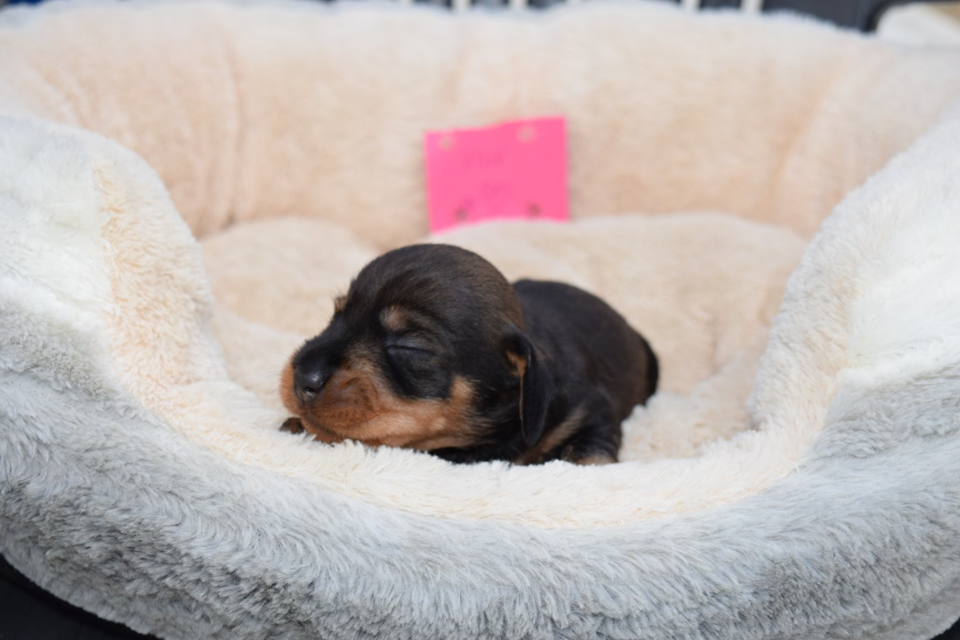 Du Domaine Du Brame - Chiots disponibles - Teckel poil dur