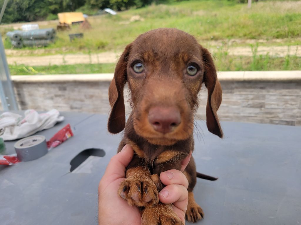 Du Domaine Du Brame - Teckel poil dur - Portée née le 14/05/2025