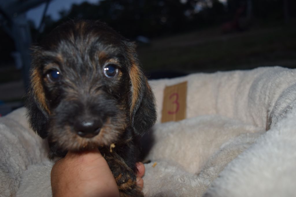 Du Domaine Du Brame - Chiots disponibles - Teckel poil dur