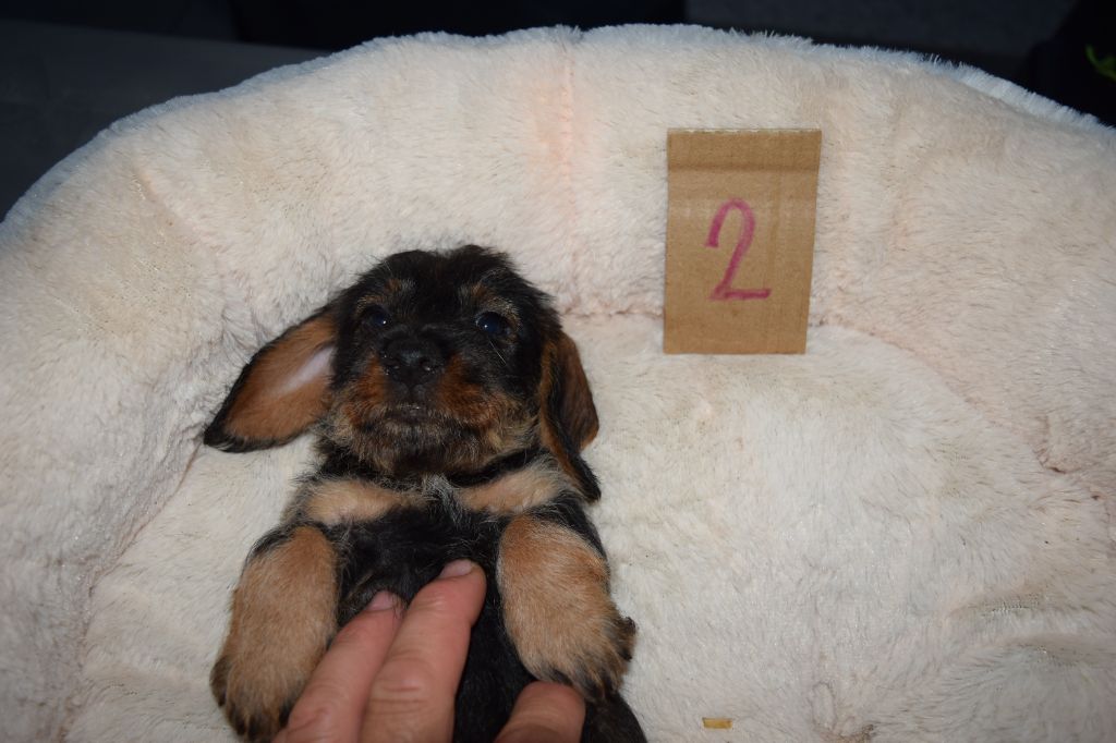 Du Domaine Du Brame - Chiots disponibles - Teckel poil dur