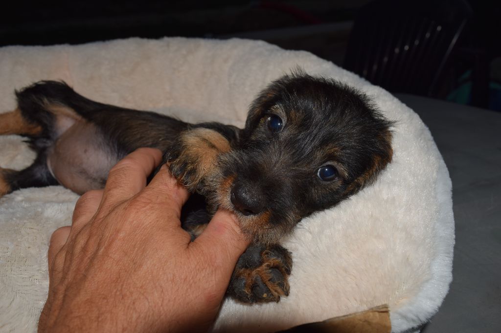 Du Domaine Du Brame - Chiots disponibles - Teckel poil dur